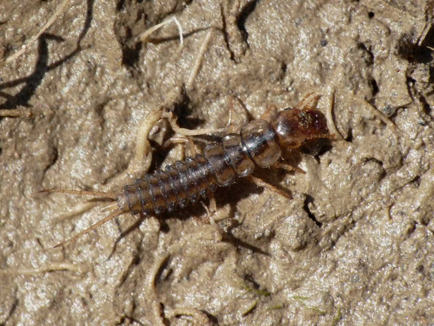 Larve (probabili Carabidae Chlaeniinae)